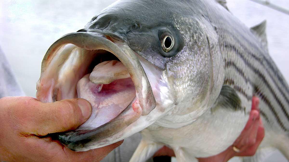 Striped Bass Reproduction Still Low in Maryland, Despite Slight Improvement